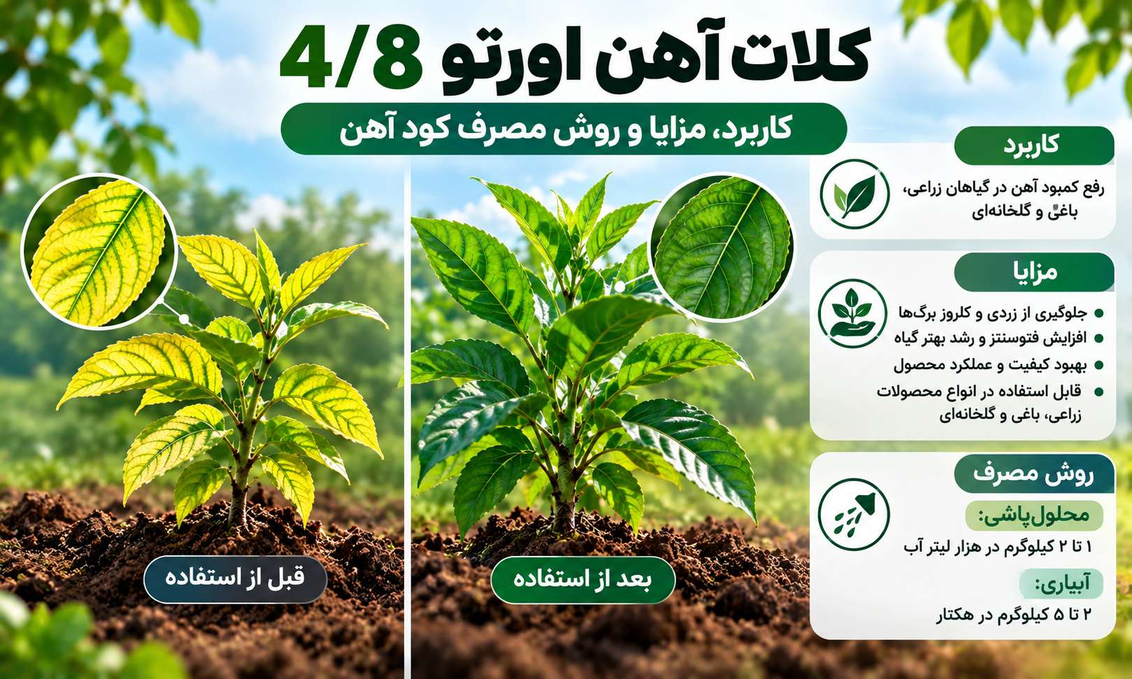 کلات آهن اورتو 4/8 | کاربرد، مزایا و روش مصرف کود آهن