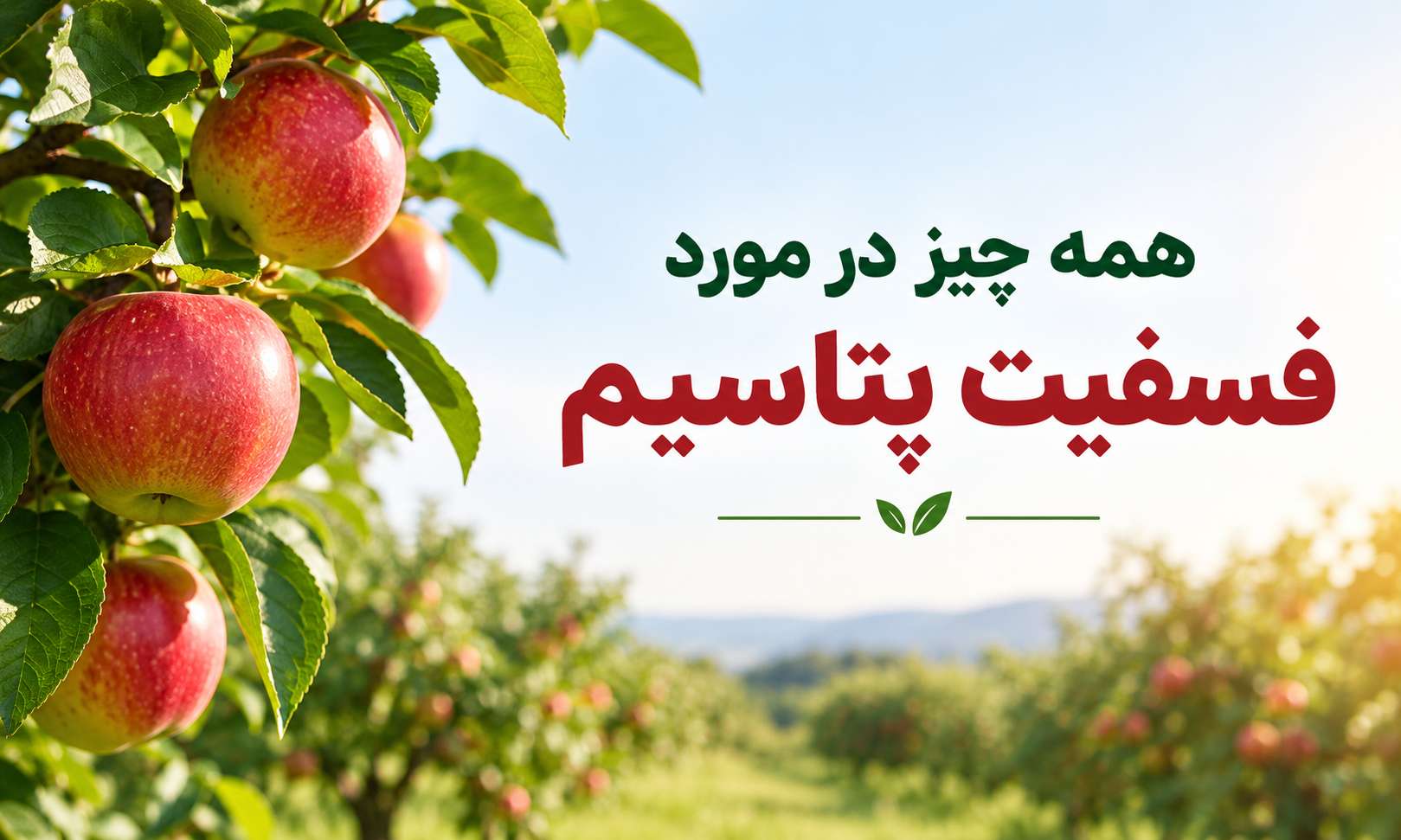 کود فسفیت پتاسیم چیست؟ کاربرد، مزایا، روش و بهترین زمان مصرف