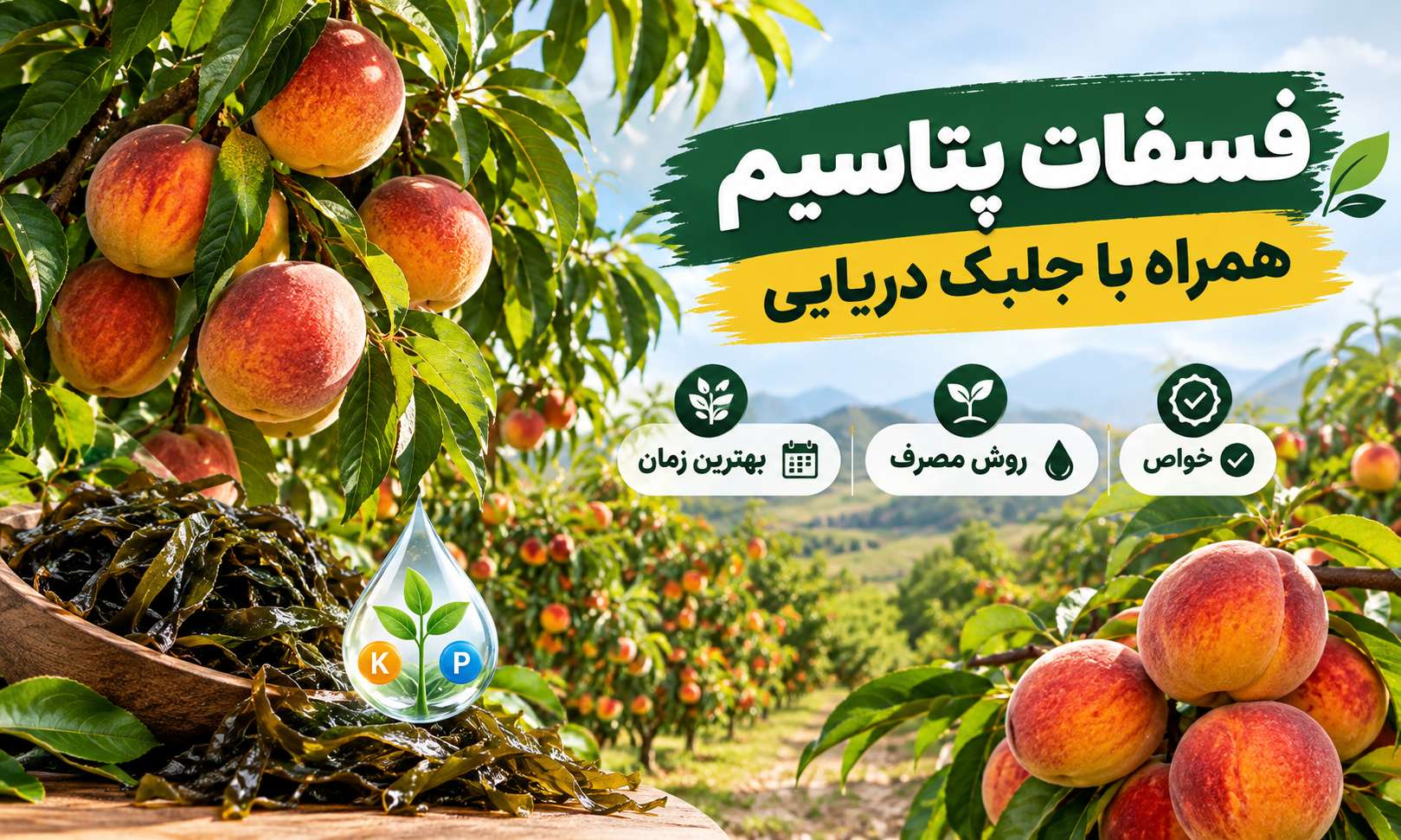 کود فسفات پتاسیم همراه با جلبک دریایی | خواص، روش مصرف و بهترین زمان