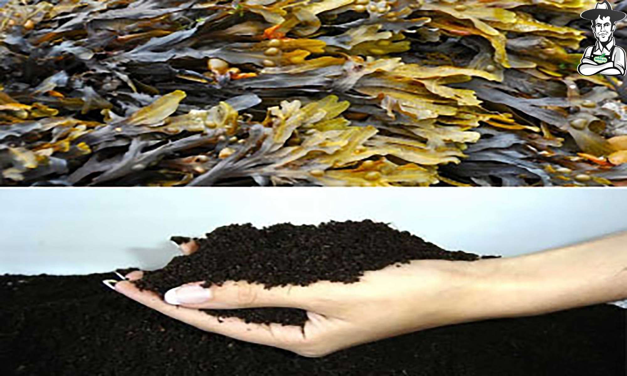 6 نکته مهم در استفاده از جلبک دریایی برای بهبود ساختار خاک